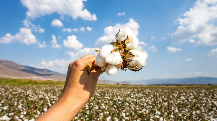 How Is Organic Cotton Made?