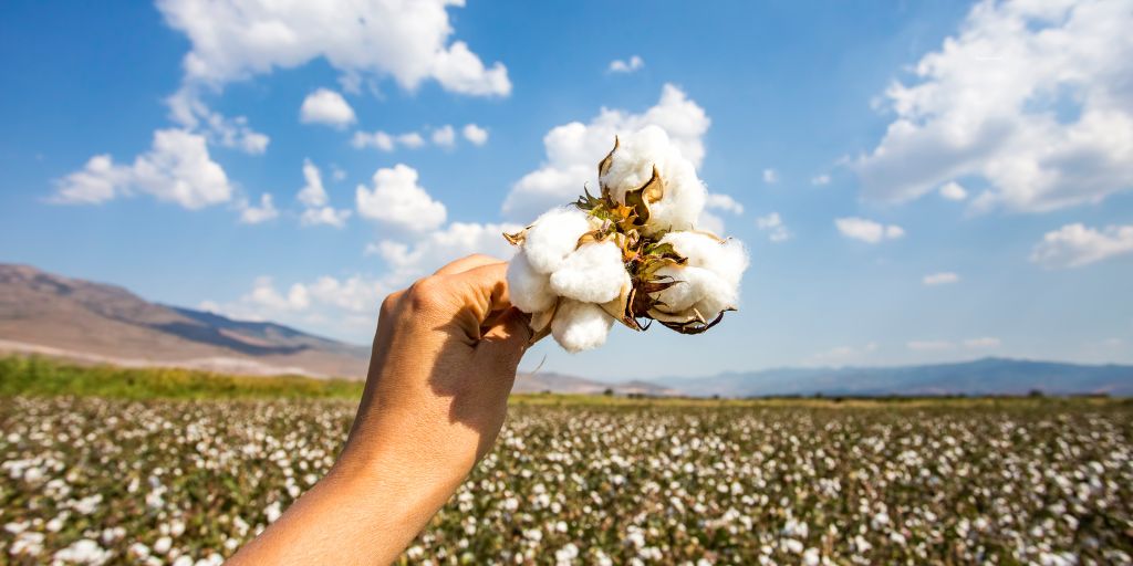 How Is Organic Cotton Made?